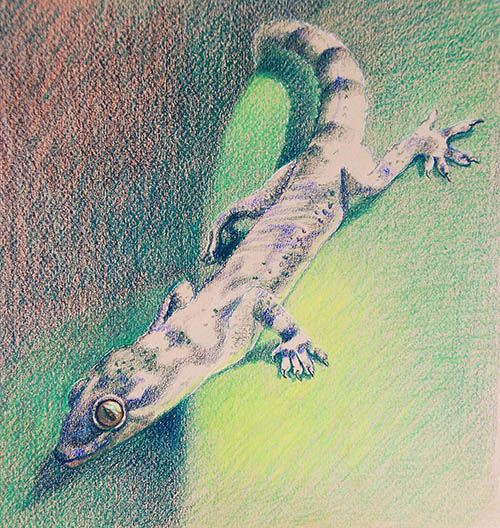 Step by step drawing in colored pencil: how to draw a gecko – Veronica