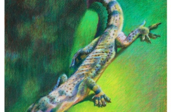 Step by step drawing in colored pencil how to draw a gecko