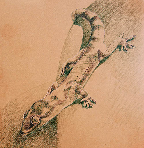 how to draw gecko
