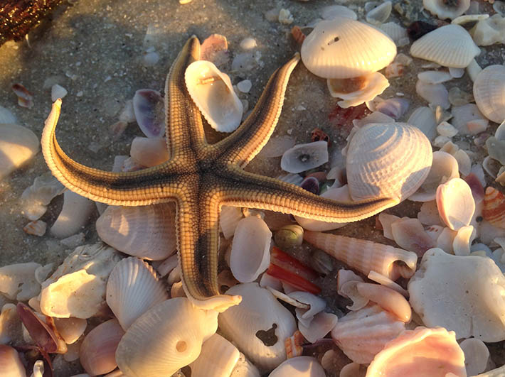 starfish, how to take good pictures