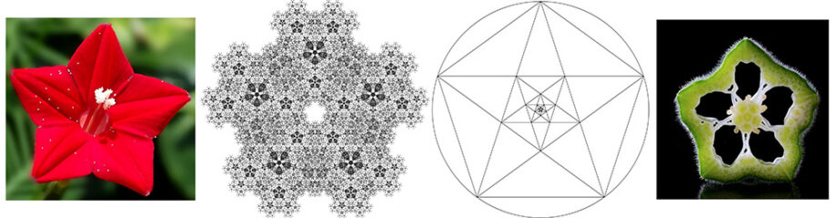 how to draw a pentagon, pentagon shapes in nature and geometry