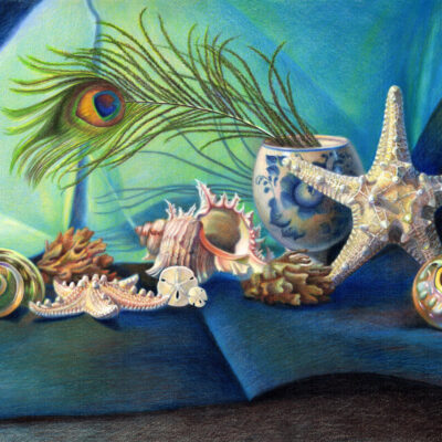 Still Life with Seashells and Peacock Feather, drawing